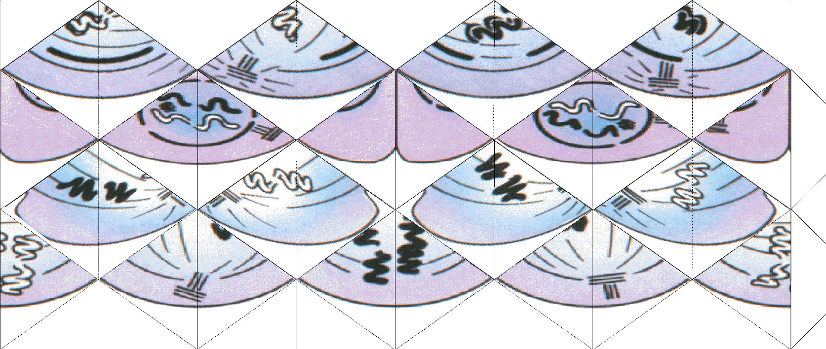 mitose de peuplier / mitose 1 et 3 et 2 et 4.jpg mitose 1 et 3 et 2 et 4.jpg