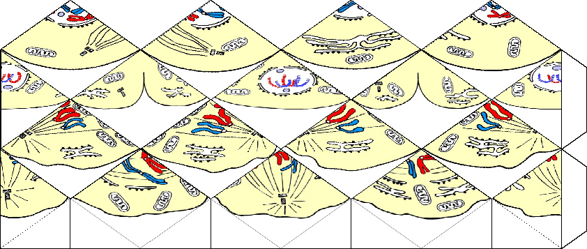kaleïdocycle octogonal représentant les quatre phases de la mitose (division cellulaire). / Kaleido octo mitose 3.jpg Kaleido octo mitose 3.jpg