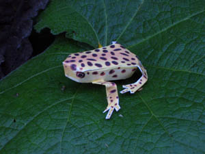 IMG_1690bis.jpg