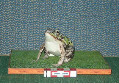Grenouille 001.jpg