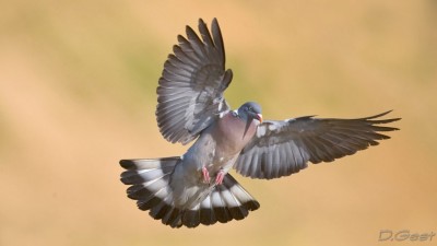 pigeon_ramier_dgest_00008-1024x576.jpg