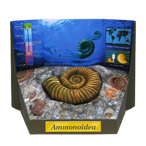 fossil-ammonite_e_thl.jpg