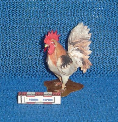 Coq-1.JPG
