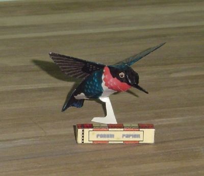 Oiseau_mouche.JPG