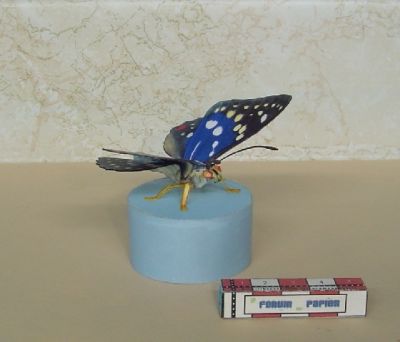 Papillon_1.JPG