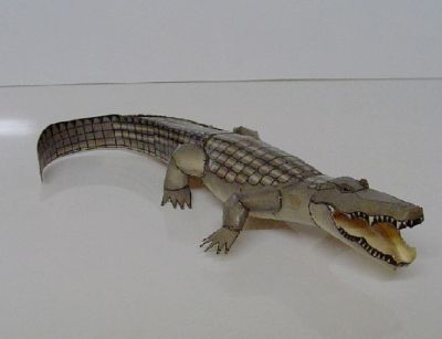Un_petit_Aligator.jpg