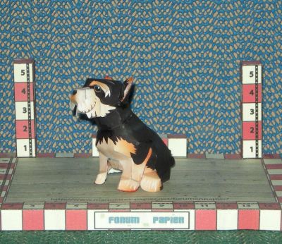 Yorkshire-terrier

