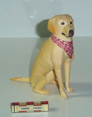 labrador.JPG