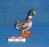 Filename=Canard-2.JPG
Filesize=193KiB
Dimensions=529x518
Date added=Sep 07, 2008 Canard-2.JPG