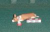 Filename=Chien_parresseu.jpg
Filesize=175KiB
Dimensions=793x519
Date added=Feb 04, 2008 Chien_parresseu.jpg