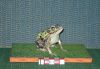 Filename=Grenouille_002.jpg
Filesize=698KiB
Dimensions=2048x1431
Date added=Dec 29, 2009 Grenouille_002.jpg