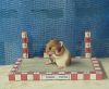 Filename=Hamster3.JPG
Filesize=99KiB
Dimensions=823x679
Date added=Nov 23, 2009 Hamster3.JPG