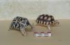 Filename=Tortue_2.JPG
Filesize=140KiB
Dimensions=548x353
Date added=Mar 06, 2009 Tortue_2.JPG