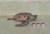 Filename=Tortue_aqua_1.JPG
Filesize=166KiB
Dimensions=555x382
Date added=Mar 25, 2009 Tortue_aqua_1.JPG