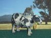 Filename=Vache00032.JPG
Filesize=133KiB
Dimensions=534x401
Date added=Feb 22, 2008 Vache00032.JPG
