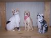 Filename=12_chat_et_chien.jpg
Filesize=162KiB
Dimensions=800x600
Date added=Jan 08, 2007 12_chat_et_chien.jpg