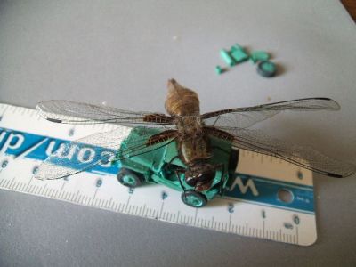 jeep 9
Cette libellule jeepophage et papivore a été trouvée décédée dans le jardin. C'est un insecte "car-nivore"
