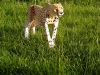 Filename=guepard1.jpg
Filesize=194KiB
Dimensions=800x600
Date added=Jun 04, 2007 guepard1.jpg