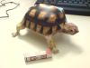 Filename=tortue05a.jpg
Filesize=126KiB
Dimensions=800x600
Date added=Mar 11, 2009 tortue05a.jpg