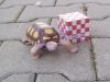 Filename=tortue3.jpg
Filesize=166KiB
Dimensions=800x600
Date added=Jun 04, 2007 tortue3.jpg