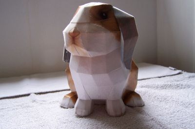 lapin

