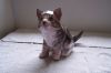 Filename=chat.jpg
Filesize=82KiB
Dimensions=800x533
Date added=Jun 15, 2008 chat.jpg