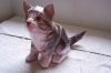 Filename=chat_02.jpg
Filesize=81KiB
Dimensions=800x533
Date added=Jun 15, 2008 chat_02.jpg