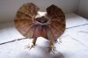 Filename=lezard.jpg
Filesize=114KiB
Dimensions=800x533
Date added=Jun 15, 2008 lezard.jpg