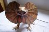Filename=lezard_02.jpg
Filesize=110KiB
Dimensions=800x533
Date added=Jun 15, 2008 lezard_02.jpg