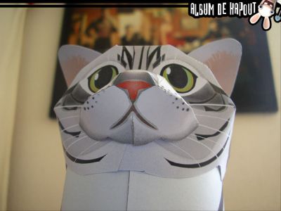 Chat
Un chat qui nous regarde
