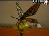 Filename=papillon1.jpg
Filesize=64KiB
Dimensions=640x480
Date added=Jan 20, 2008 papillon1.jpg