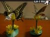 Filename=papillon2.jpg
Filesize=74KiB
Dimensions=640x480
Date added=Jan 20, 2008 papillon2.jpg