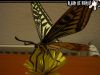 Filename=papillon3.jpg
Filesize=62KiB
Dimensions=640x480
Date added=Jan 20, 2008 papillon3.jpg