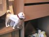 Filename=husky1.jpg
Filesize=69KiB
Dimensions=768x576
Date added=Dec 15, 2008 husky1.jpg