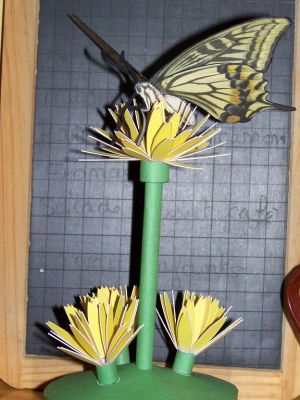 papillon
