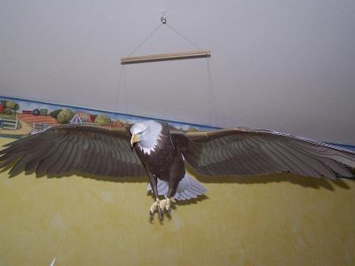 aigle
