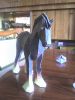 Filename=DSC00079.JPG
Filesize=35KiB
Dimensions=480x640
Date added=May 15, 2008 DSC00079.JPG