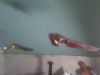 Filename=040512-1817.jpg
Filesize=294KiB
Dimensions=1600x1200
Date added=May 04, 2012 040512-1817.jpg