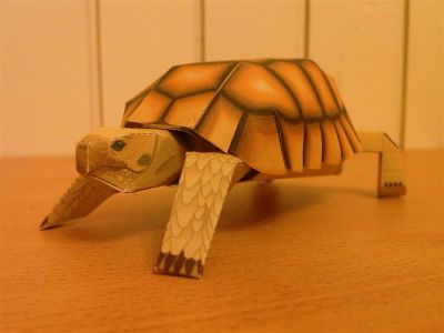 Tortue
