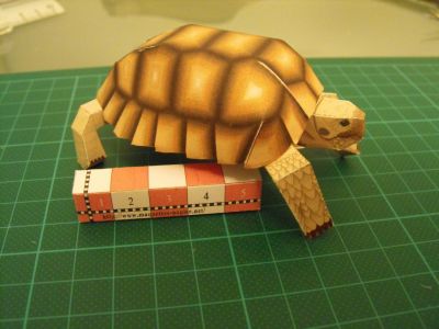 Tortue african spurred
