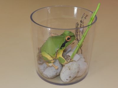 Grenouille A4
Gros plan sur le Diorama de mise en place de notre Amphibien
