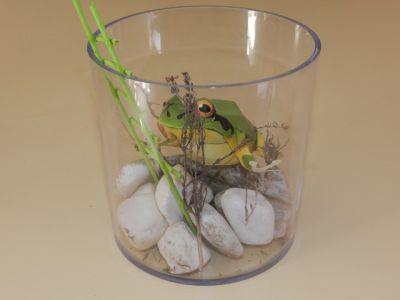 Grenouille A4
Un Diorama a Ã©tÃ© rÃ©alisÃ© pour mettre notre gentil Batracien en situation dans ex vase.
L'Ã©chelle a Ã©tÃ© rÃ©alisÃ©e avec des "Piques" brochettes + cure dent coloriÃ©s avec de la gouache Verte.
