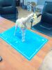 Filename=girafe1.jpg
Filesize=579KiB
Dimensions=1536x2048
Date added=Nov 06, 2014 girafe1.jpg