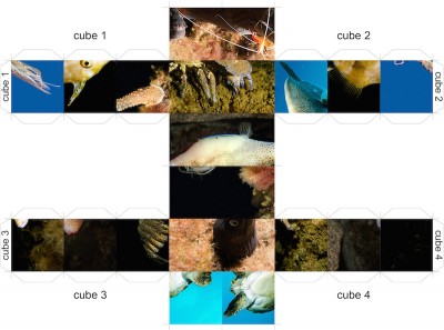Multicube photo 1-small.jpg