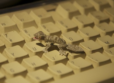 Gecko6.jpg