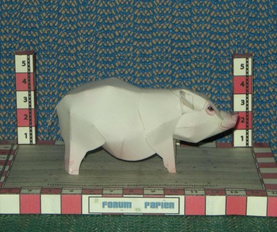 Porc 003.jpg