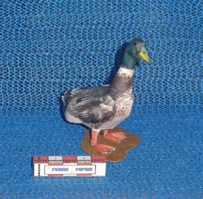 Canard-2.JPG