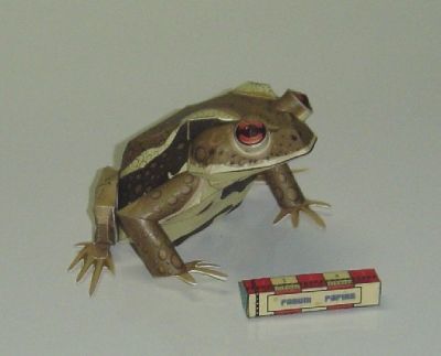 Crapau2.JPG