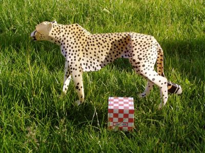 Guepard (avec le cube)
