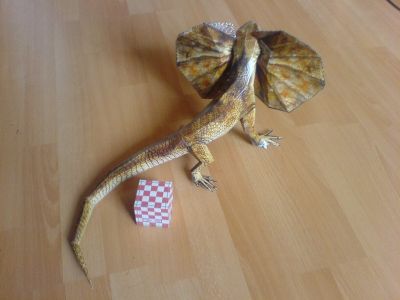 LÃ©zard Ã  collerette - arriÃ¨re
